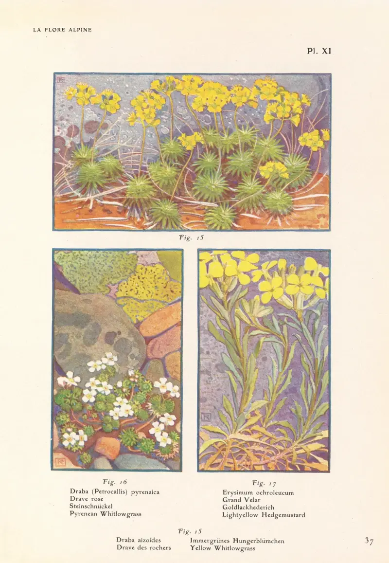 Pyrenean Whitlowgrass, Lightyellow Hedgemustard, Yellow Whitlowgrass av Henry Correvon