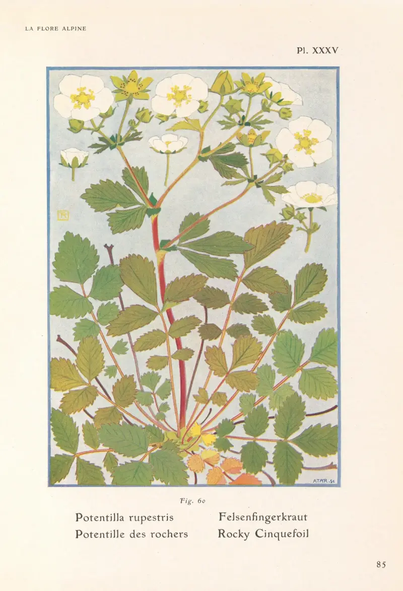 Rocky Cinquefoil av Henry Correvon