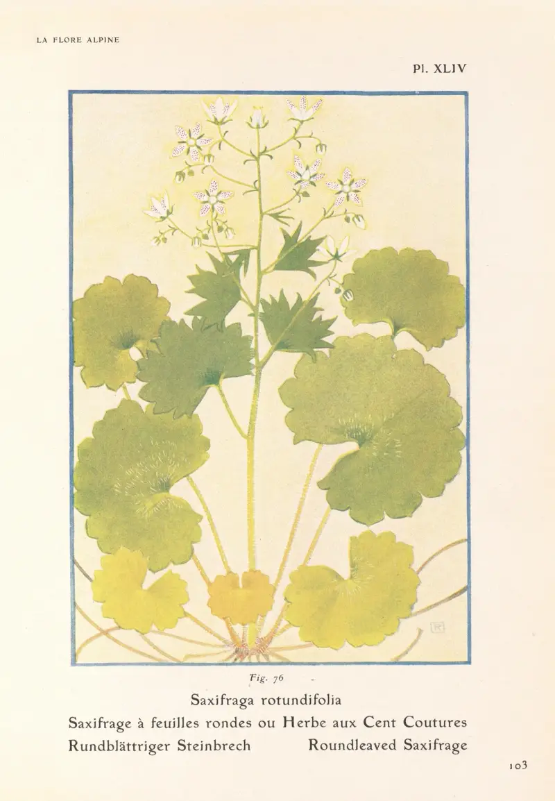 Rundbladig stenbräcka av Henry Correvon
