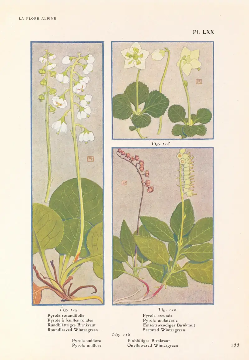 Roundleaved Wintergreen, Serrated Wintergreen, Oneflowered Wintergreen av Henry Correvon