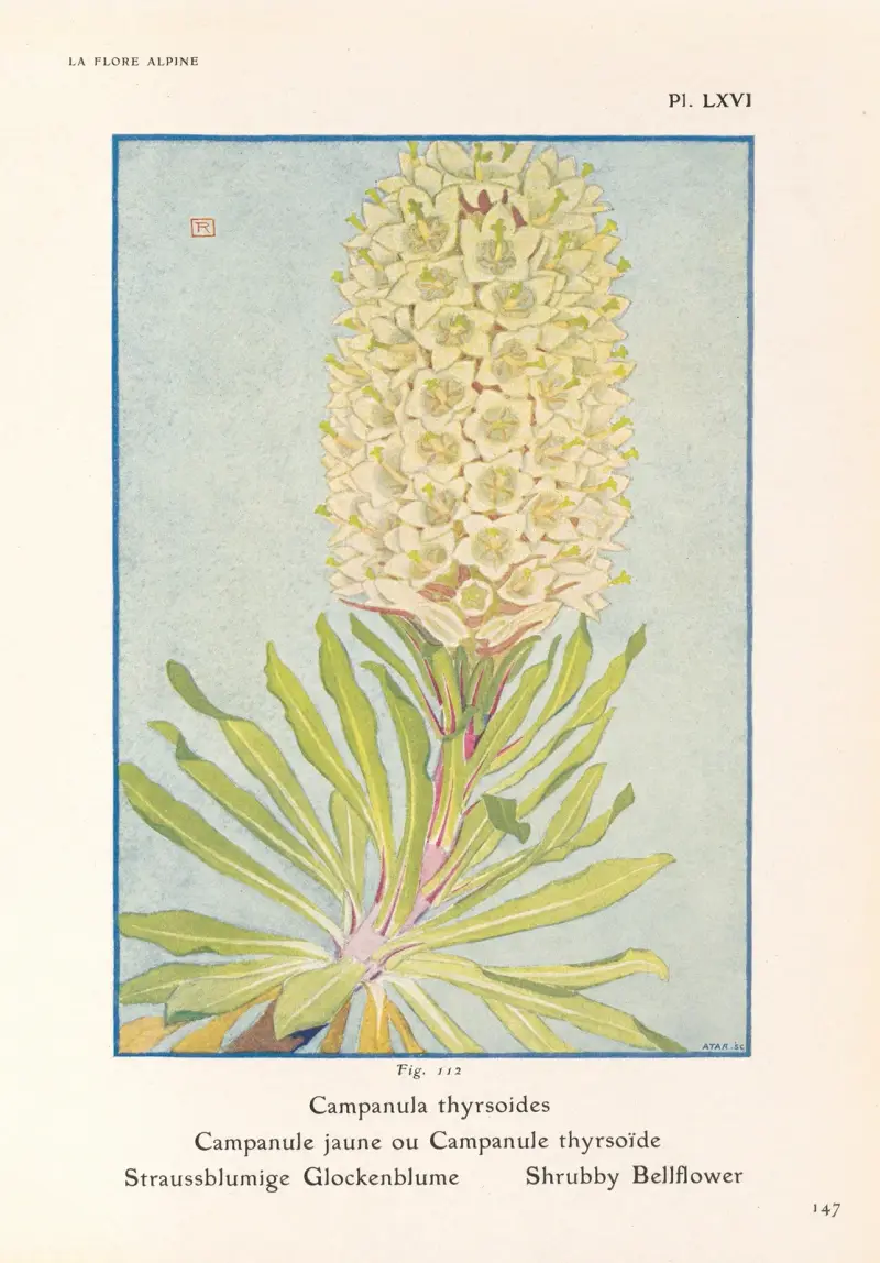Strauchglockenblume von Henry Correvon