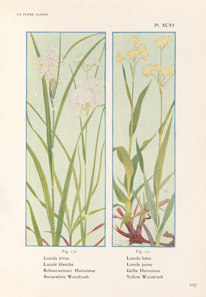 Snowwhite Woodrush, Yellow Woodrush av Henry Correvon