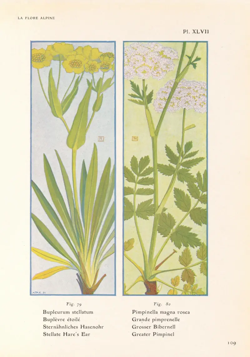 Stellate Hare’s Ear, Greater Pimpinel av Henry Correvon