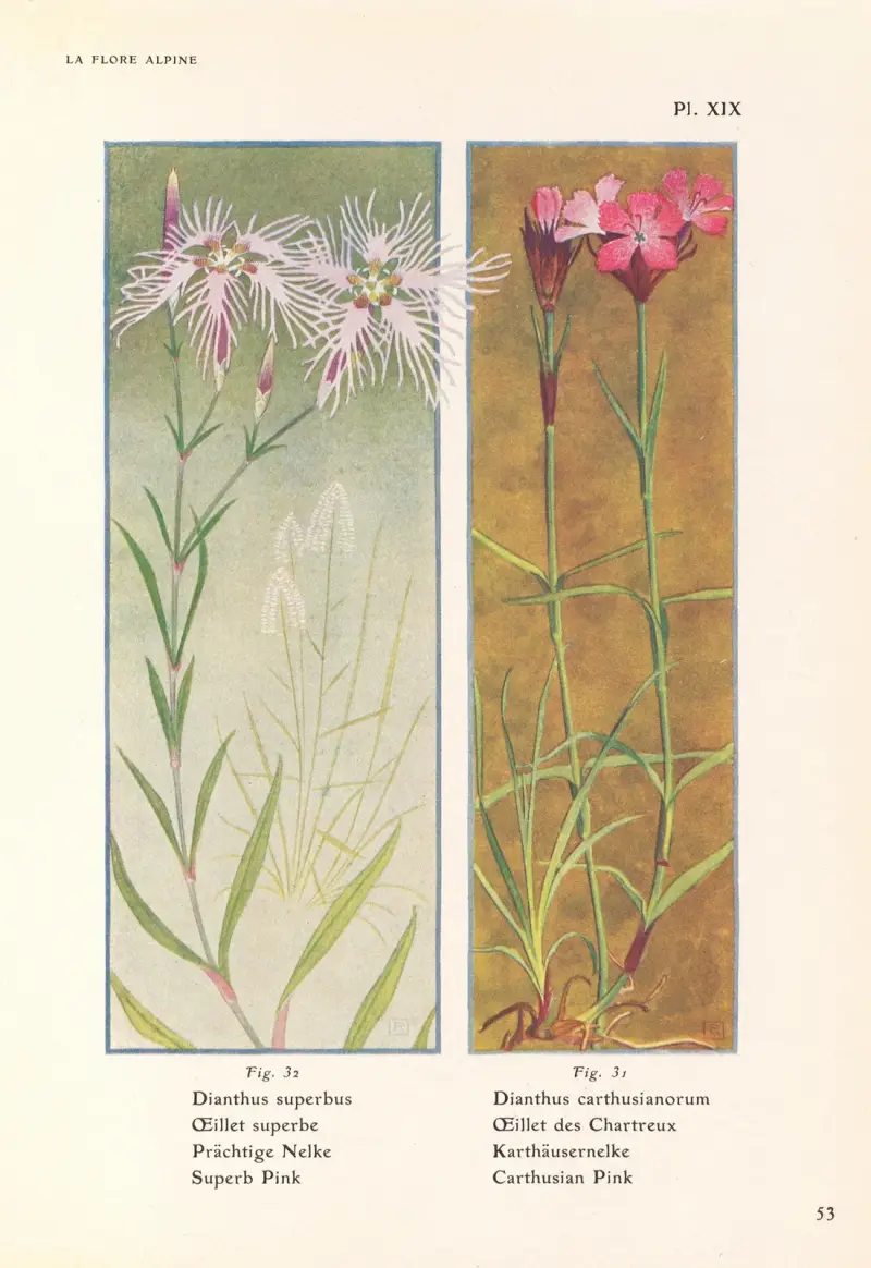 Superb Pink, Carthusian Pink av Henry Correvon