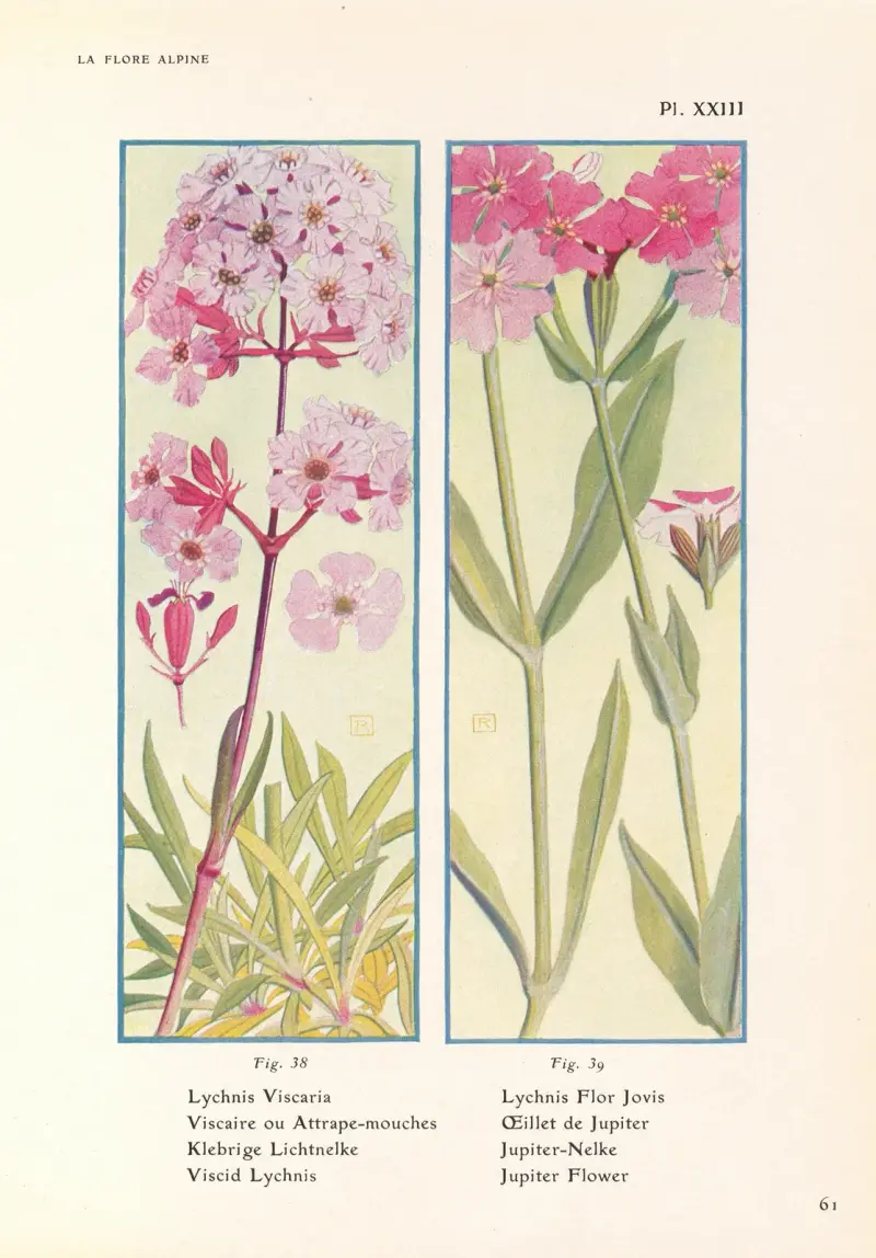 Klebrige Lichtnelke, Jupiterblume von Henry Correvon