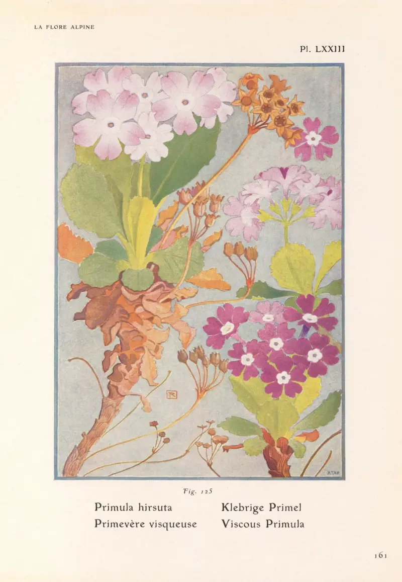 Klibbig primula av Henry Correvon