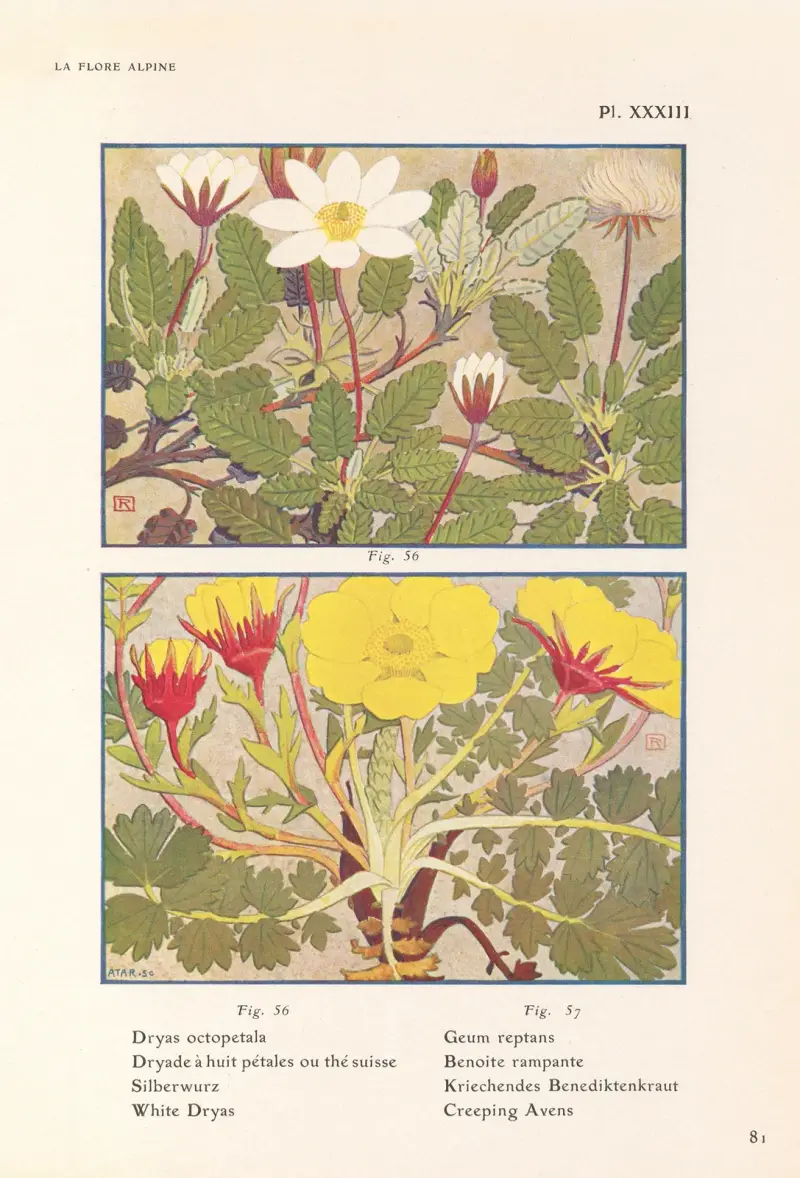 White Dryas, Creeping Avens av Henry Correvon