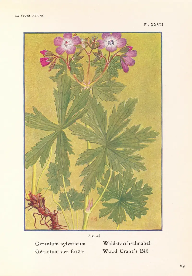 Wald-Storchschnabel von Henry Correvon