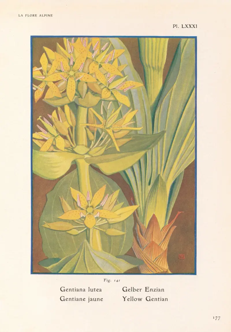 Gelber Enzian von Henry Correvon