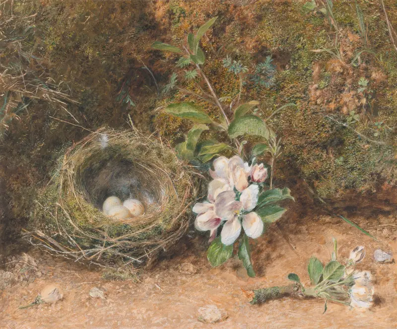Bird’s Nest with Sprays of Apple Blossoms av William Henry Hunt