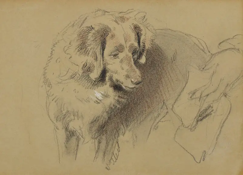 Studie av en hund av Sir Edwin Henry Landseer