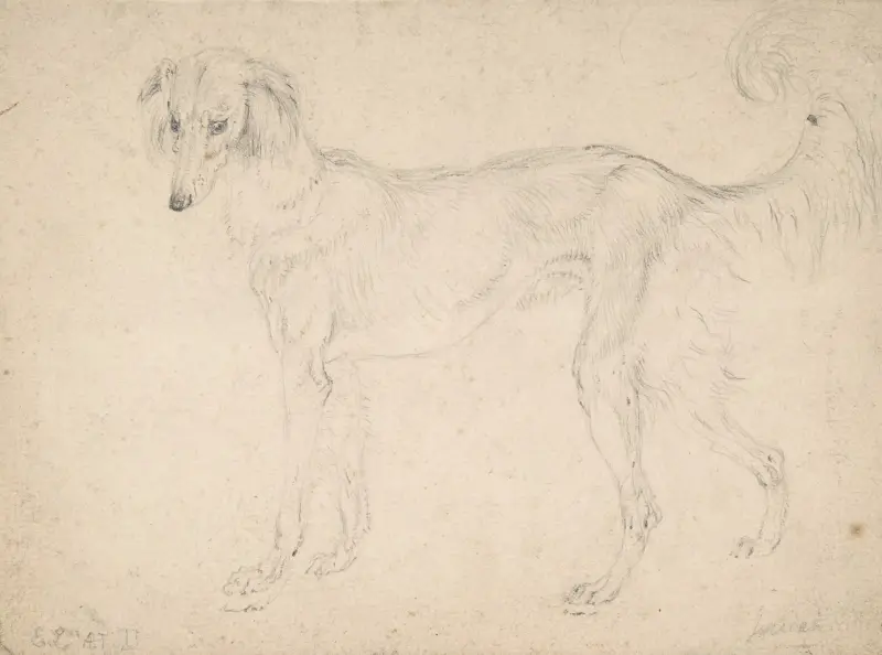 Studie av en fjädrad saluki, vänd åt vänster av Sir Edwin Henry Landseer