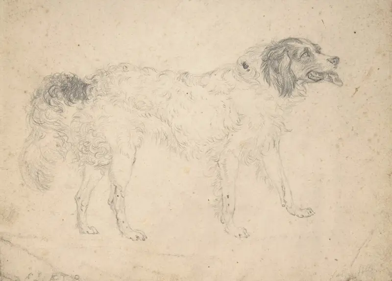 Studie av vallhund mot höger av Sir Edwin Henry Landseer