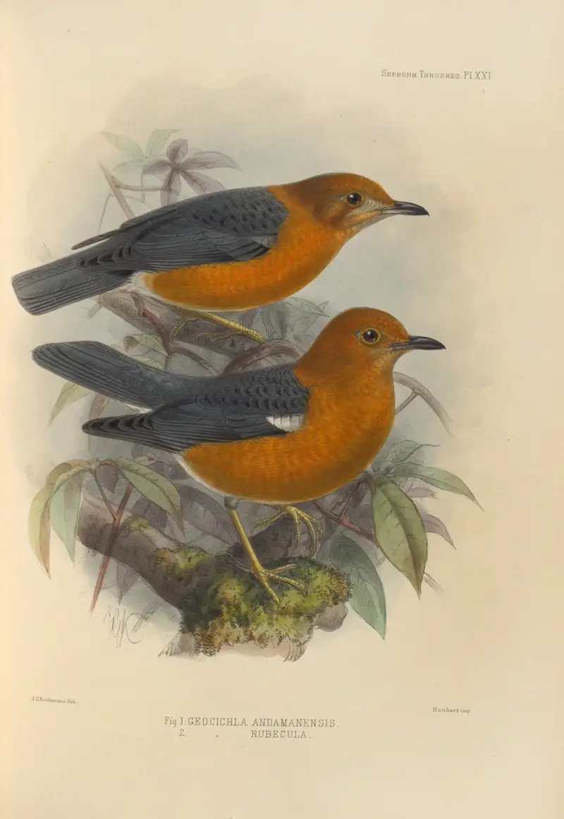Geocichla Andamanensis, Geocichla Rubecula av Henry Seebohm