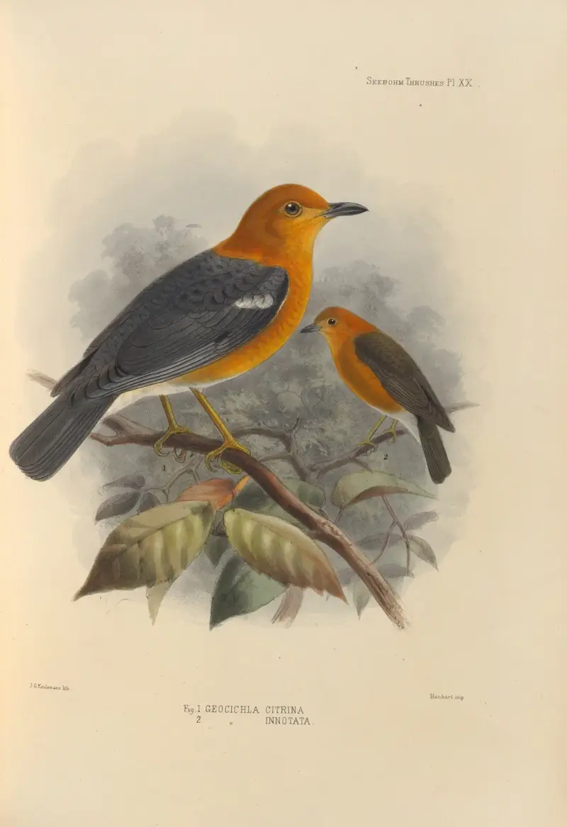 Geocichla Citrina, Geocichla Innotata av Henry Seebohm