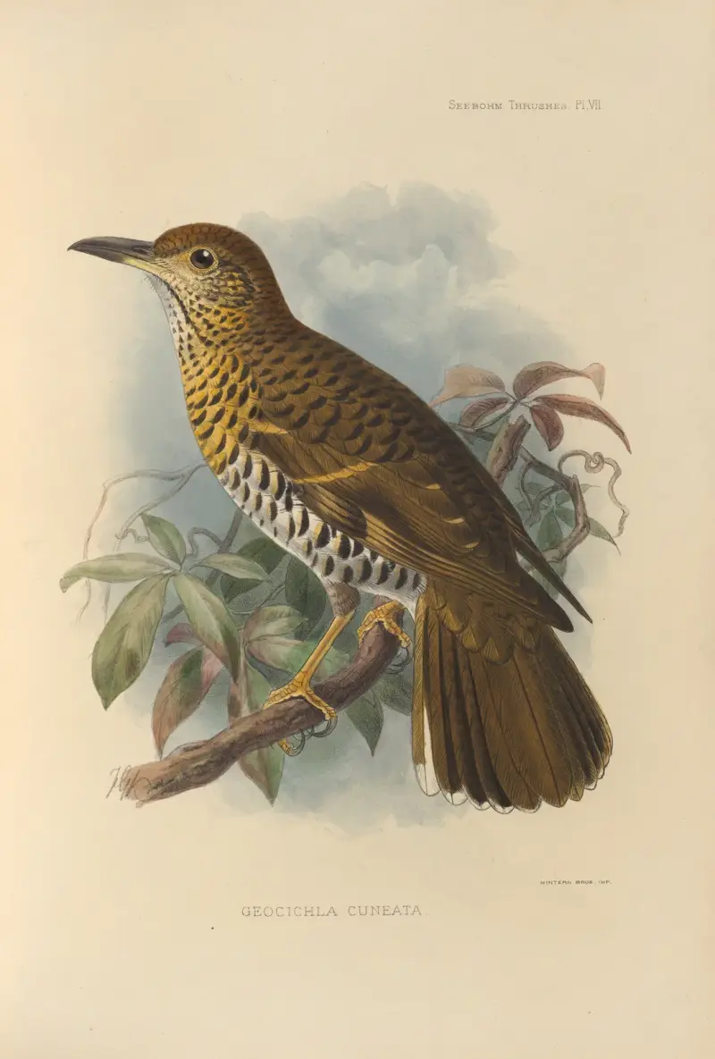 Geocichla Cuneata av Henry Seebohm