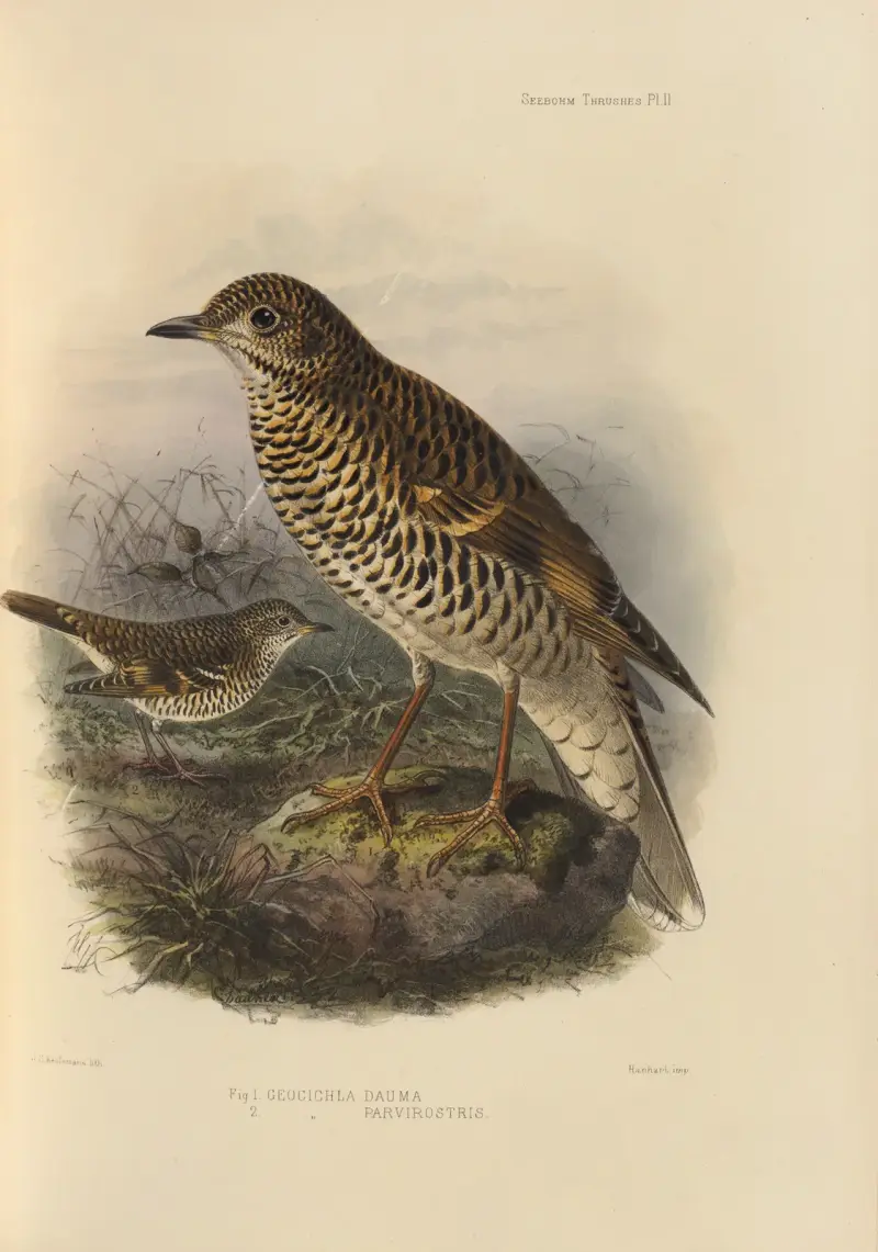 Geocichla Dauma, Geocichla Parvirostris av Henry Seebohm