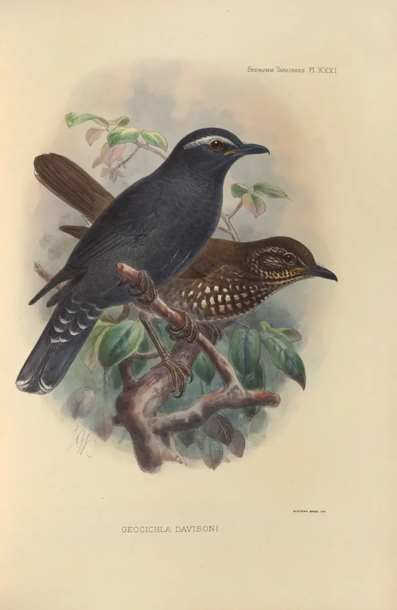Geocichla Davisoni av Henry Seebohm