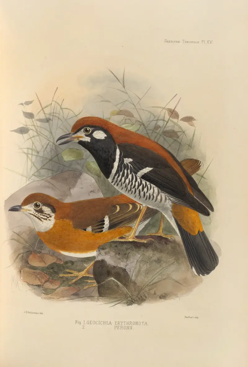 Geocichla Erythronota, Geocichla Peronii av Henry Seebohm