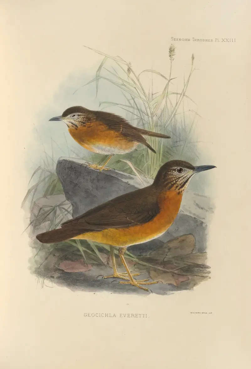 Geocichla Everetti av Henry Seebohm