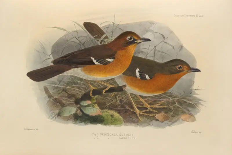 Geocichla Gurneyi, Geocichla Crossleyi av Henry Seebohm