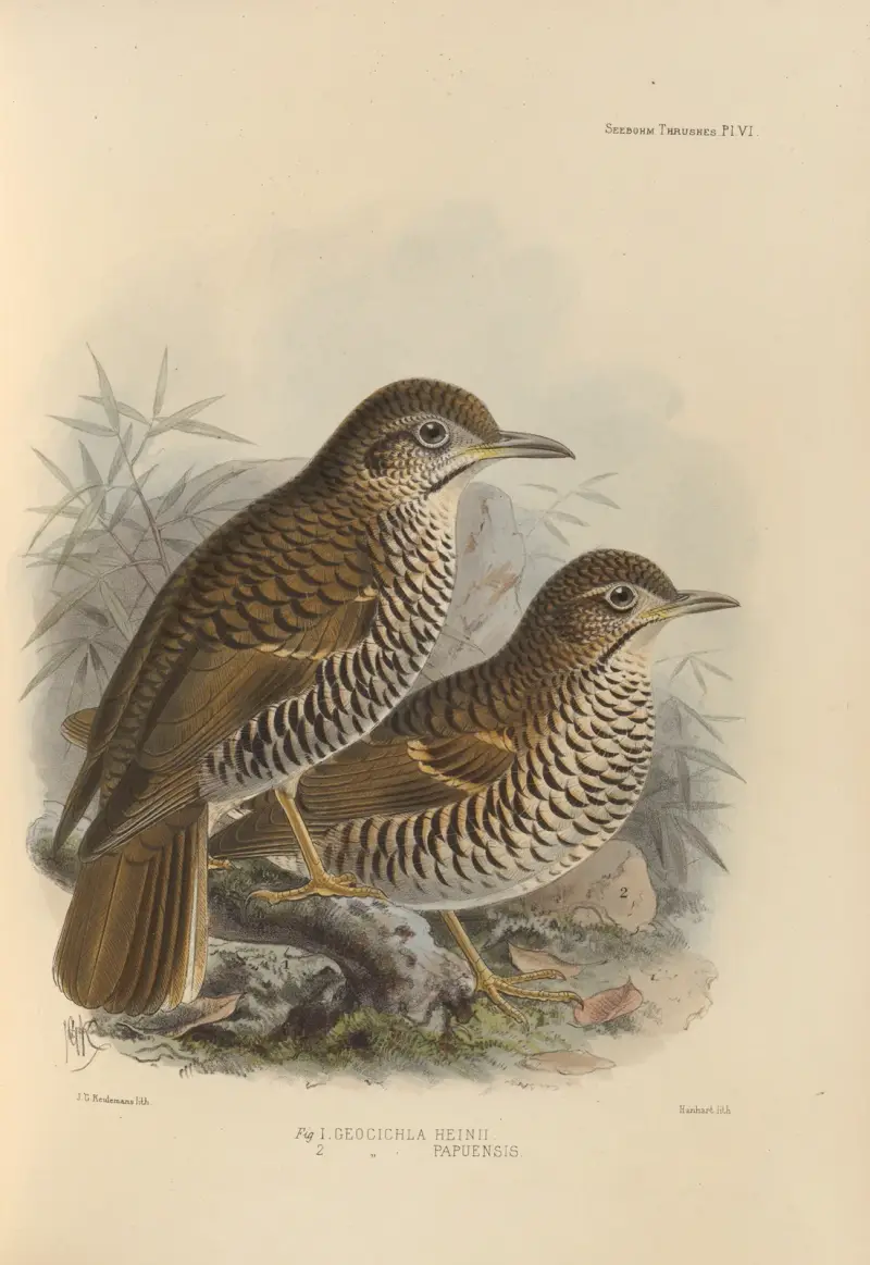 Geocichla Heinii, Geocichla Papuensis av Henry Seebohm