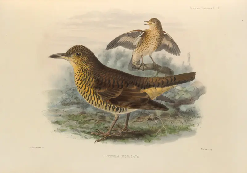 Geocichla Imbricata av Henry Seebohm