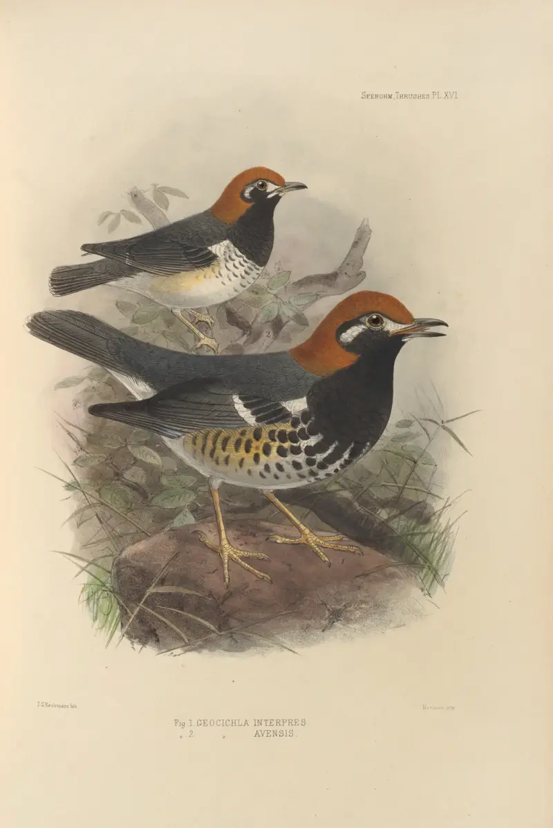 Geocichla Interpres, Geocichla Avensis av Henry Seebohm