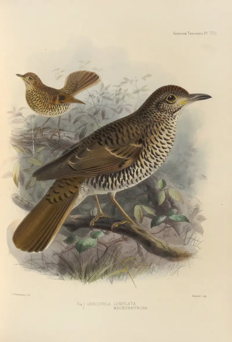 Geocichla Lunulata, Geocichla Macrorhyncha av Henry Seebohm