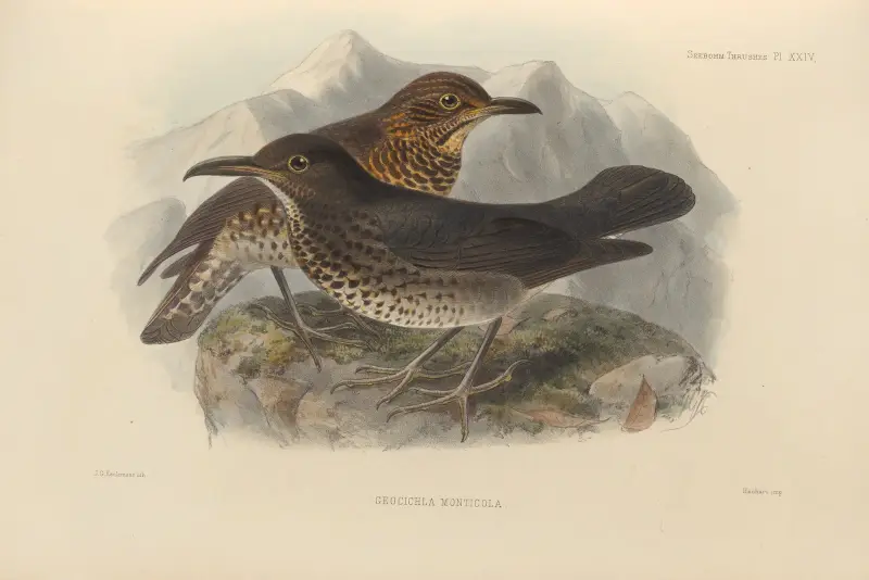 Geocichla Monticola av Henry Seebohm