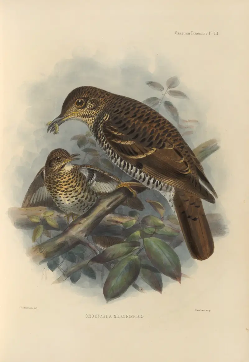 Geocichla Nilgiriensis av Henry Seebohm