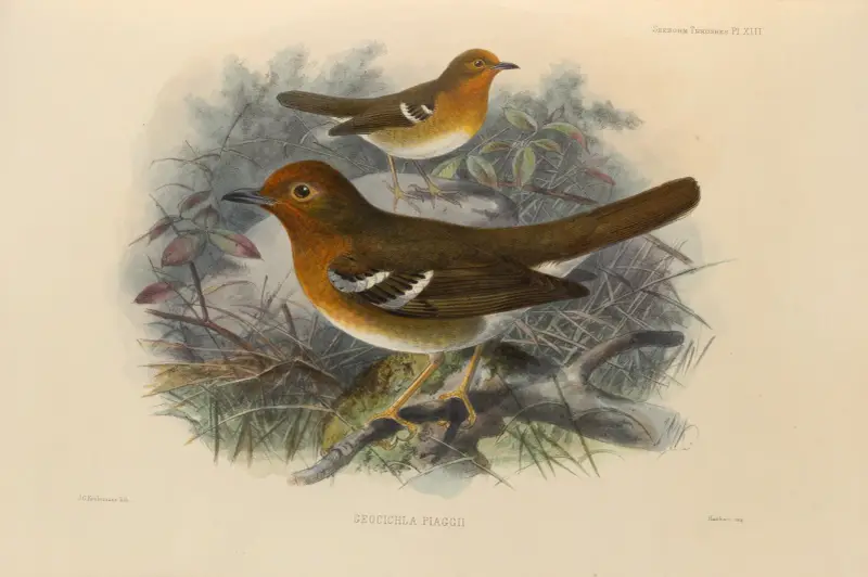 Geocichla Piaggii av Henry Seebohm