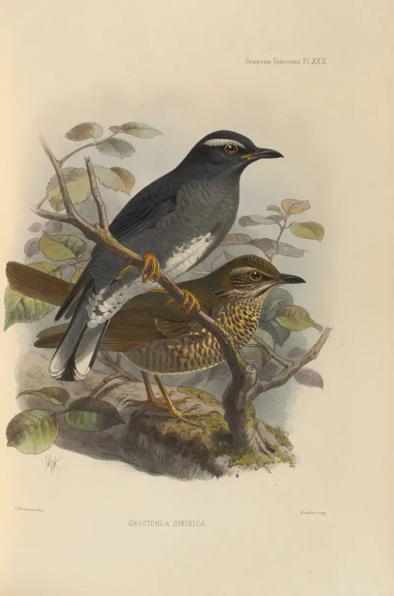 Geocichla Sibirica av Henry Seebohm