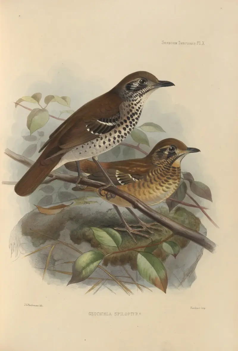 Geocichla Spiloptera av Henry Seebohm