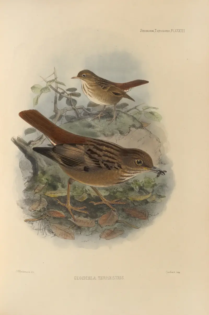 Geocichla Terrestris av Henry Seebohm