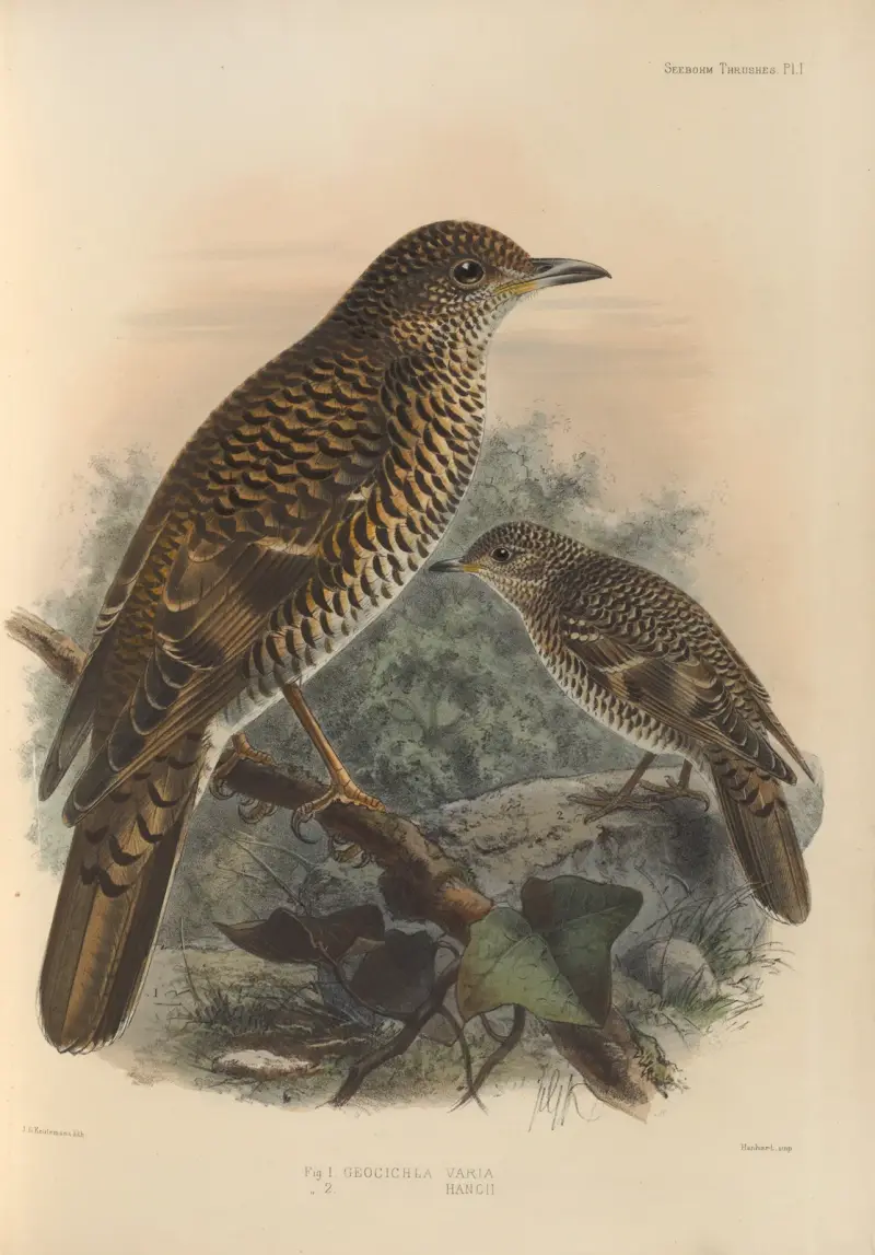 Geocichla Varia, Geocichla Hancii av Henry Seebohm
