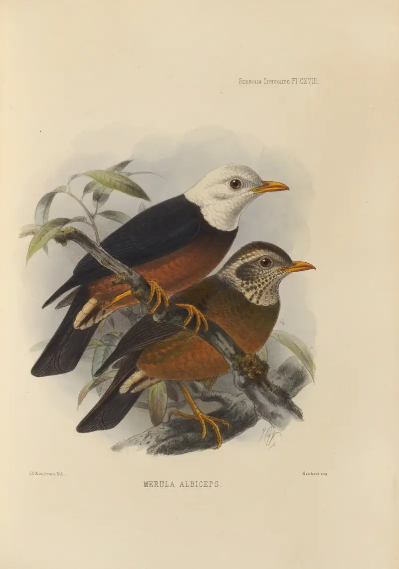 Merula Albiceps av Henry Seebohm