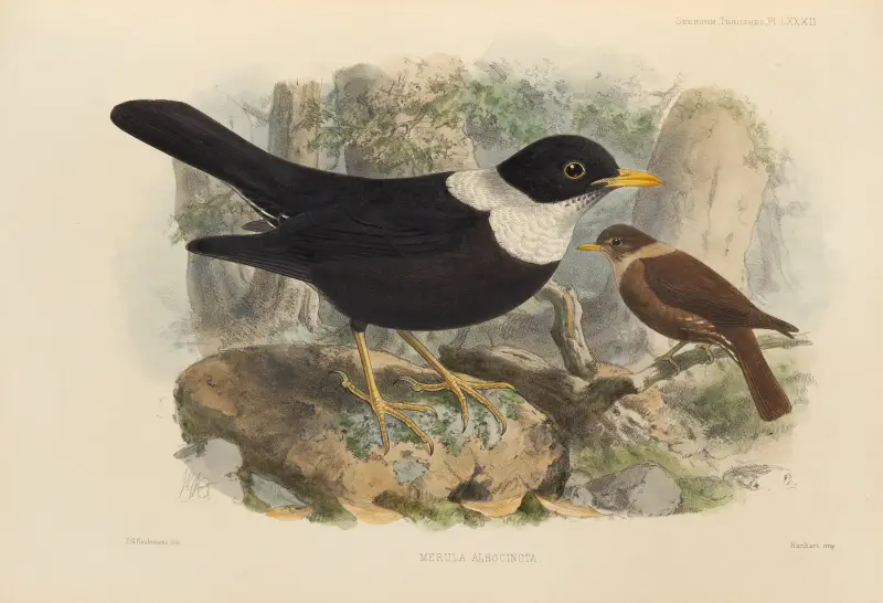 Merula Albicincta av Henry Seebohm