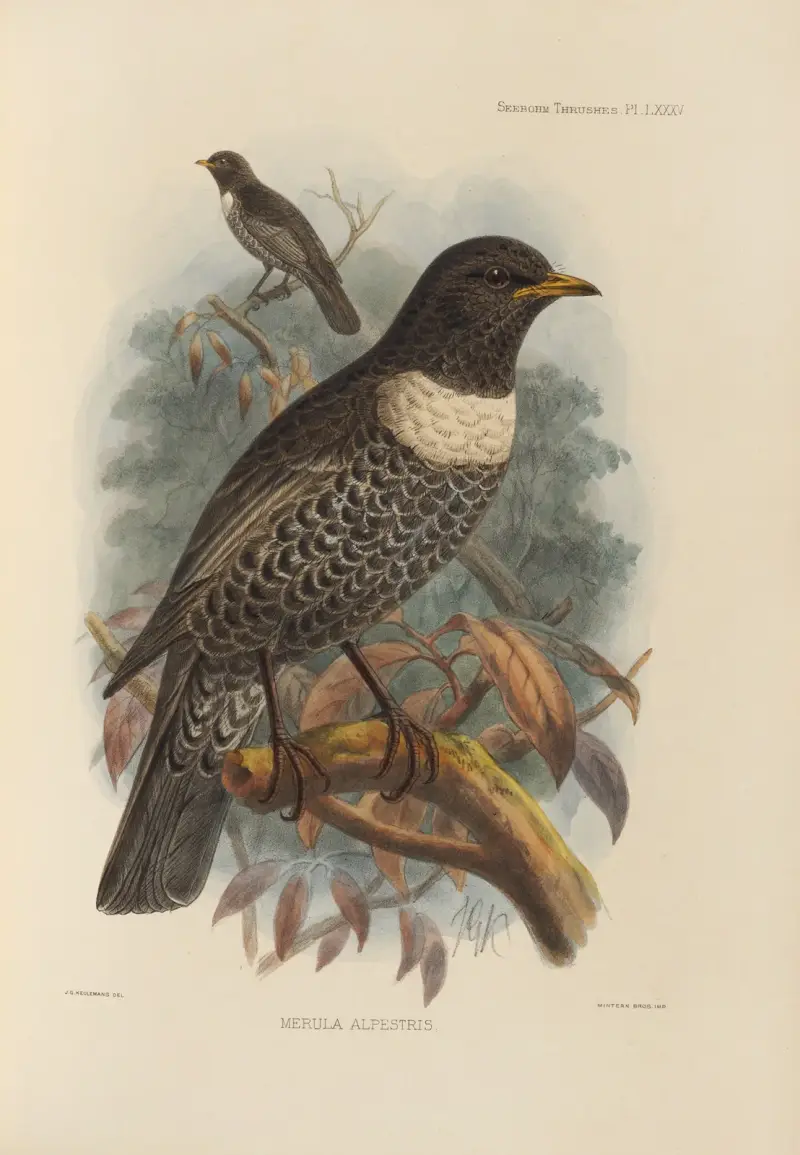 Merula Alpestris av Henry Seebohm