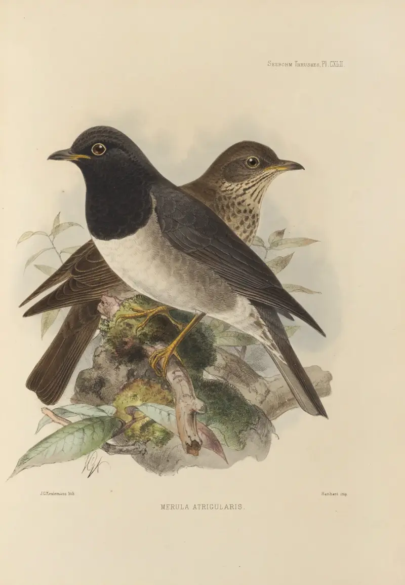 Merula Atrigularis von Henry Seebohm