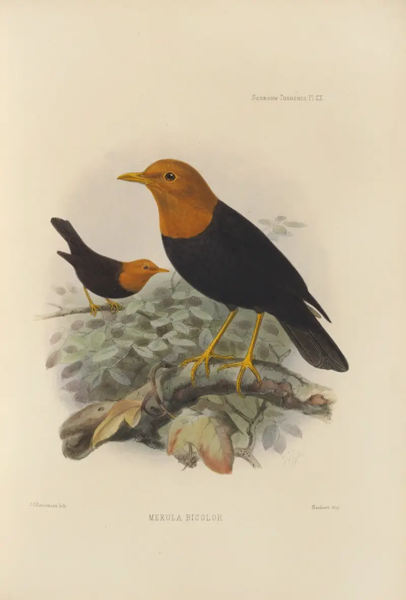 Merula Bicolor av Henry Seebohm