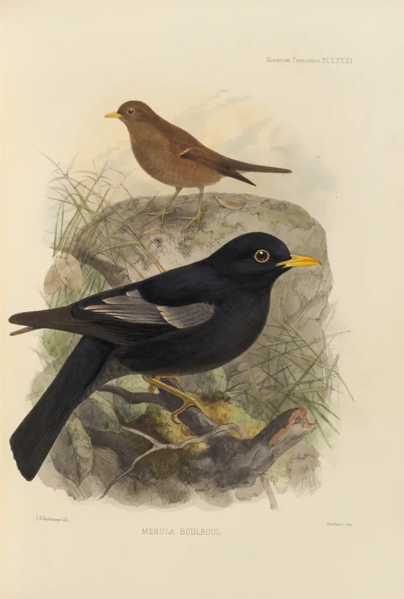 Merula Boulboul av Henry Seebohm