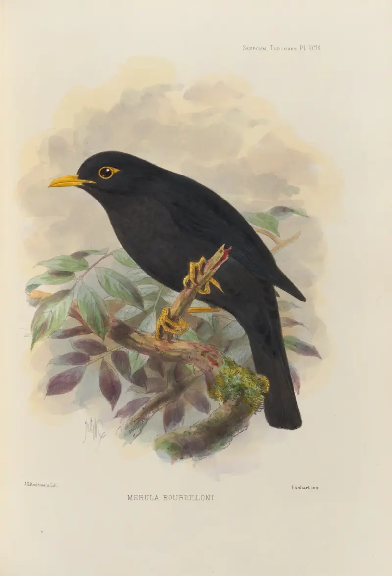 Merula Bourdilloni av Henry Seebohm