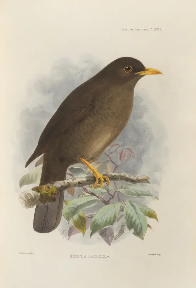 Merula Cacozela av Henry Seebohm