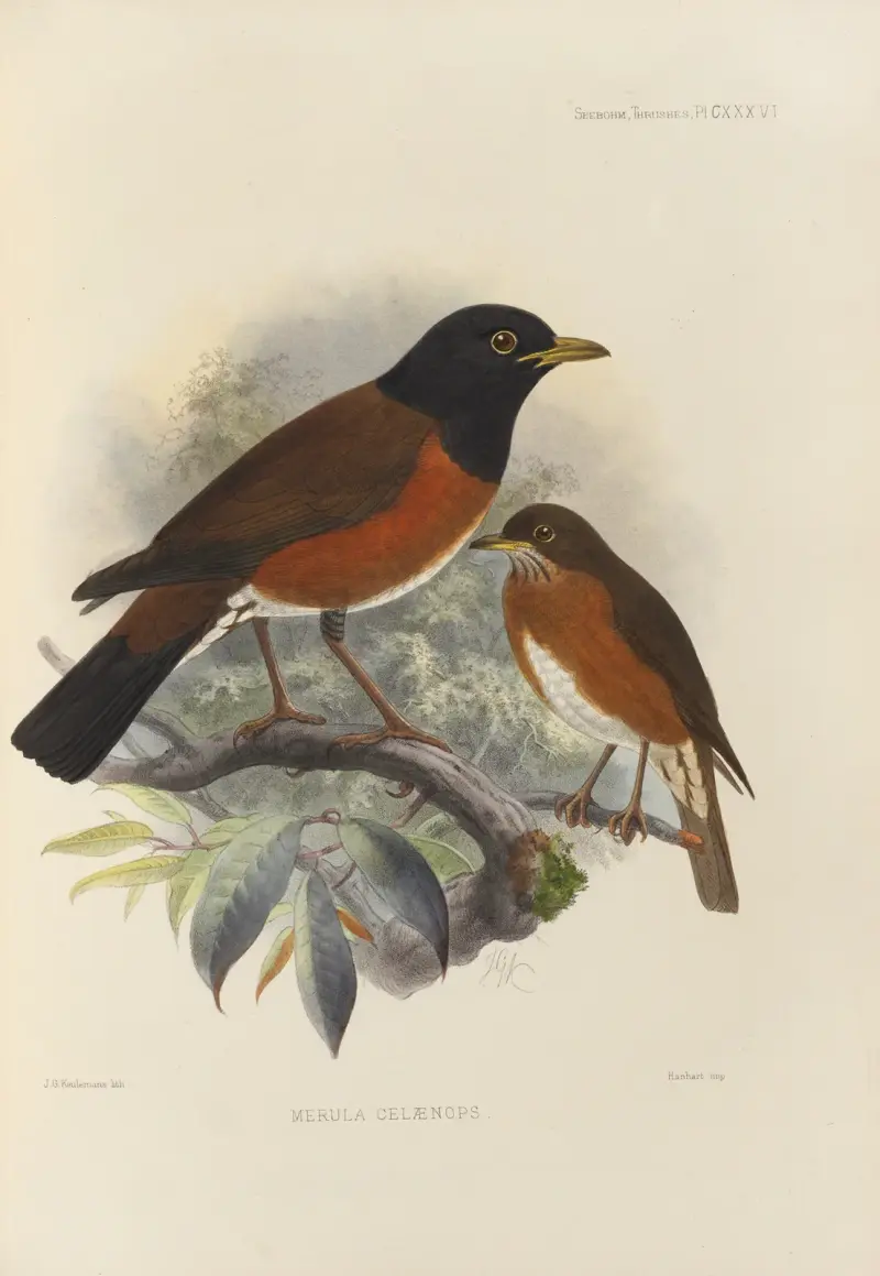 Merula Celaenops, Henry Seebohm