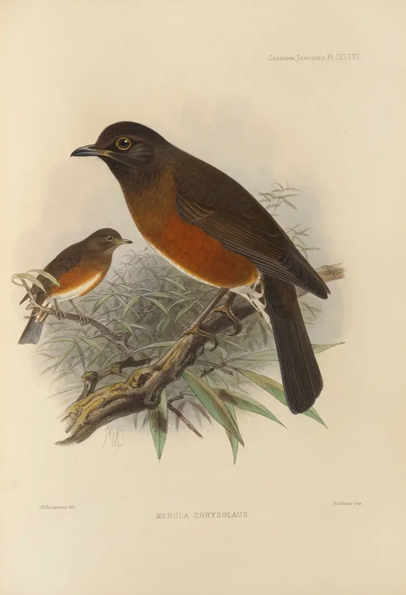 Merula Chrysolaus av Henry Seebohm