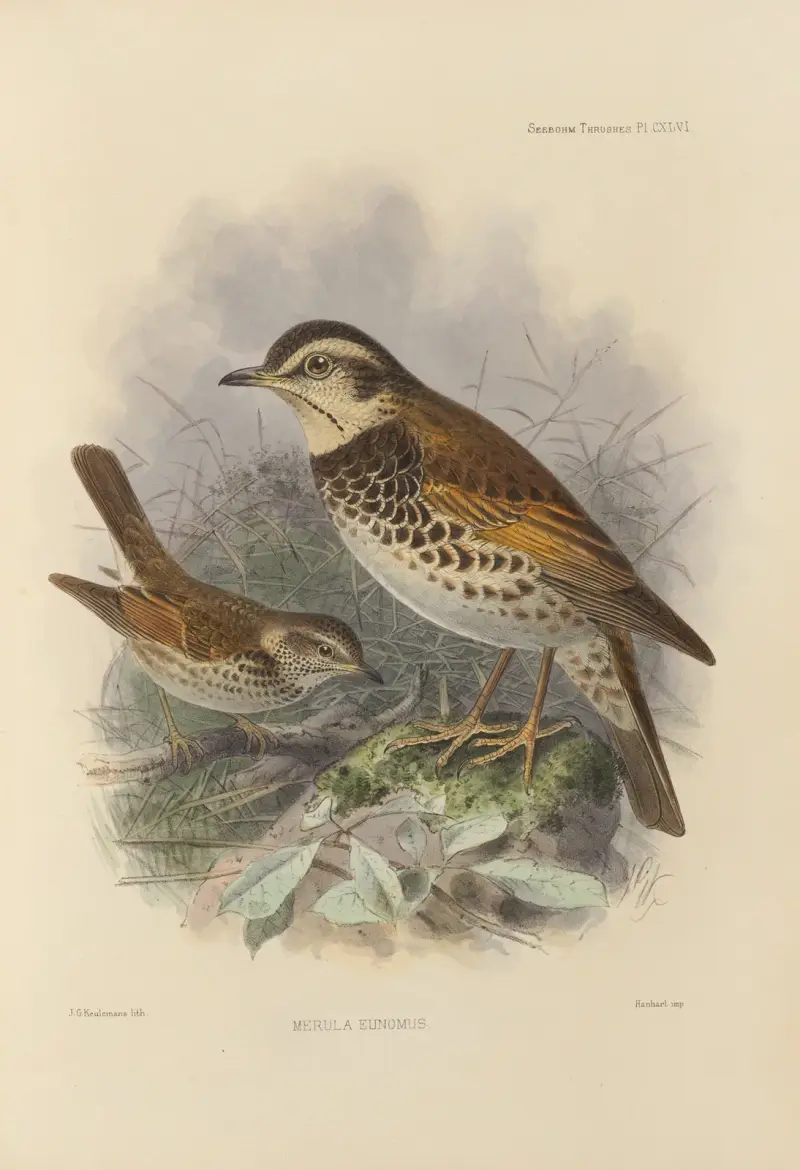 Merula Eunomus, – Nr. 2, Henry Seebohm
