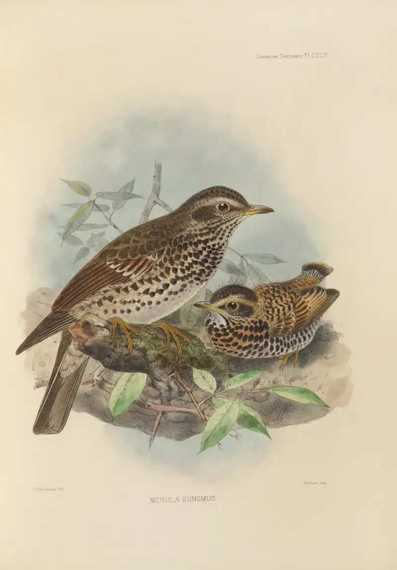 Merula Eunomus, Nr. 1 von Henry Seebohm