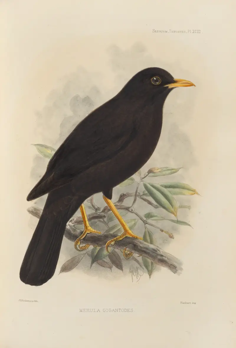 Merula Gigantodes av Henry Seebohm