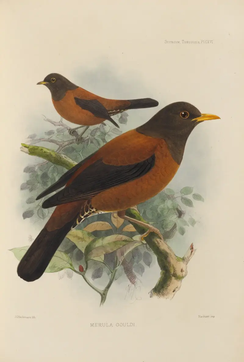 Merula Gouldi av Henry Seebohm